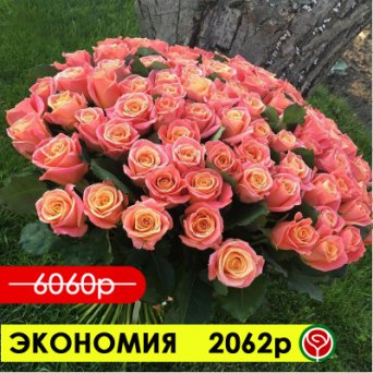101 РОЗА МИСС ПИГГИ 40 СМ 101 РОЗА МИСС ПИГГИ 40 СМ