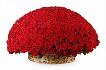 1001 РОЗА 1001 РОЗА