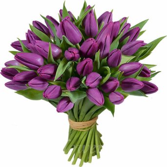 51 ФИОЛЕТОВЫЙ ТЮЛЬПАН 51 ФИОЛЕТОВЫЙ ТЮЛЬПАН