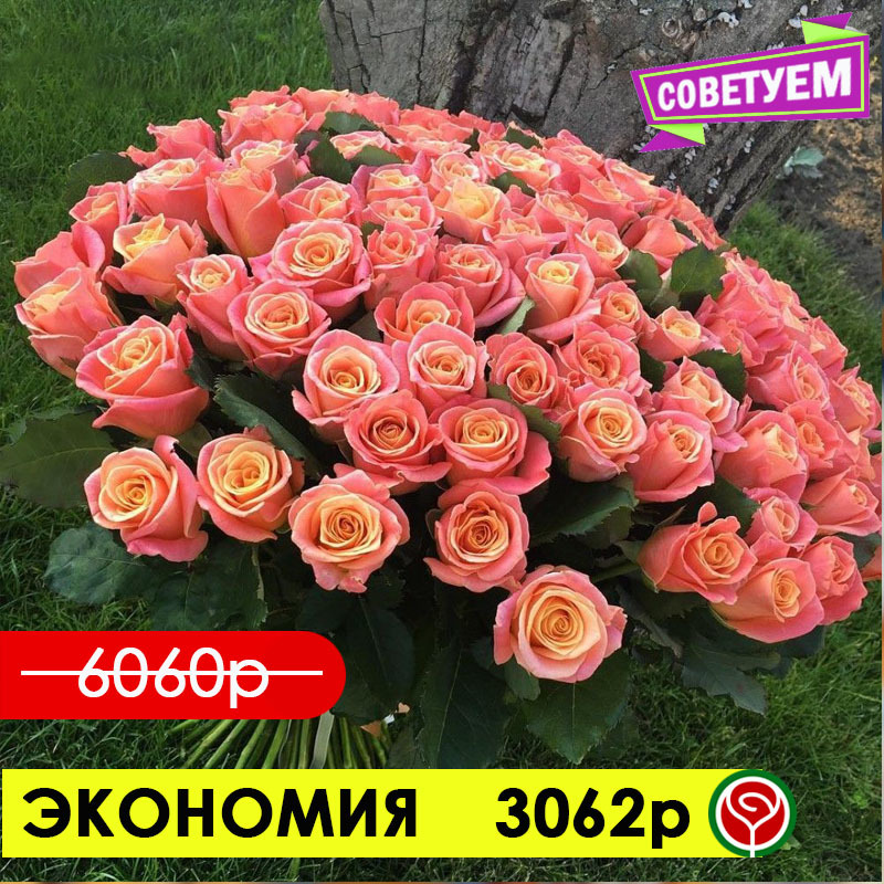 101 РОЗА МИСС ПИГГИ 40 СМ 101 РОЗА МИСС ПИГГИ 40 СМ